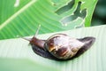 A big slimy snail on a leaf in a tropical garden Royalty Free Stock Photo