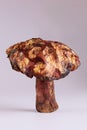 Big slippery jack edible mushroom