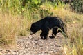 Big Sloth bear or Melursus ursinus vulnerable species encounter in natural habitat during jungle safari.