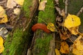 Big slug in autumn or fall nature Royalty Free Stock Photo