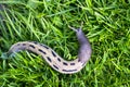 Big slug on the green grass Royalty Free Stock Photo