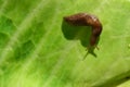 Big slug on a green leaf Royalty Free Stock Photo