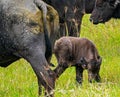 Big and small African buffalos grazing on green grass field in the Tanzanian savannah Royalty Free Stock Photo