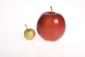 Big and small - apples on white background