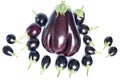 big and small aubergines on a white background Royalty Free Stock Photo