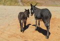 Big and small black donkey Royalty Free Stock Photo