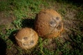 Big and small brown coconut, fresh from the palm tree