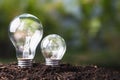 Big and Small Bulb Growing Royalty Free Stock Photo