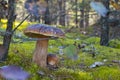 Big and small cep mushrooms in forest Royalty Free Stock Photo