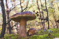 Big and small cep mushrooms grows in forest Royalty Free Stock Photo