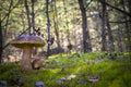 Big and small cep mushrooms grows in moss Royalty Free Stock Photo