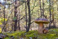 Big and small cep mushrooms grows Royalty Free Stock Photo