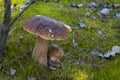 Big and small cep mushrooms in moss Royalty Free Stock Photo