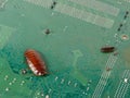 Big and small cockroaches on the computer microcircuits. Concept Royalty Free Stock Photo