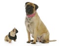 Big and small dog Royalty Free Stock Photo