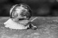 Big and small garden snail Royalty Free Stock Photo