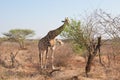 Big and small giraffe Royalty Free Stock Photo