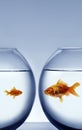 Big and small goldfish Royalty Free Stock Photo