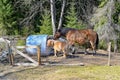 Big and small horse eating together in harmony Royalty Free Stock Photo