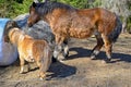 Big and small horse eating together in harmony Royalty Free Stock Photo