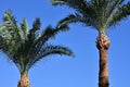 Big and small palm tree against the blue sky Royalty Free Stock Photo