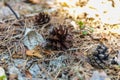 Big and small pine cones lie on the fallen needles in the garden in Russia Royalty Free Stock Photo