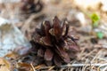 Big and small pine cones lie on the fallen needles in the garden in Russia Royalty Free Stock Photo