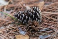 Big and small pine cones lie on the fallen needles in the Sochi Botanical Garden. Russia Royalty Free Stock Photo