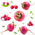 Big and small Red radish Royalty Free Stock Photo