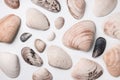 Big and small seashells on white background