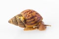 Big and small snail Royalty Free Stock Photo