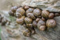 big and small snails together