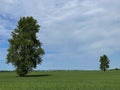 Big and small tree, asymmetrical landscape with copyspace, minimalistic image