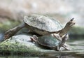 Big and small turtle basking Royalty Free Stock Photo