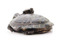 Big and small turtle Royalty Free Stock Photo