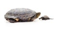 Big and small turtle Royalty Free Stock Photo