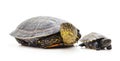 Big and small turtle Royalty Free Stock Photo