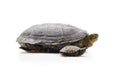 Big and small turtle Royalty Free Stock Photo