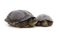 Big and a small turtle Royalty Free Stock Photo