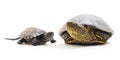 Big and small turtle Royalty Free Stock Photo