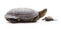 Big and small turtle Royalty Free Stock Photo