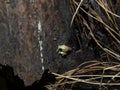 Big and Small White Snail on Organic Decaying Matter