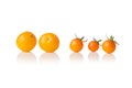 Big and small yellow cherry tomato on white Royalty Free Stock Photo