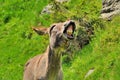 Big smile of donkey Royalty Free Stock Photo