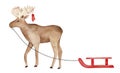 Big smiling walking moose character with warm knitted mittens on antlers, carrying red wooden snow sled.