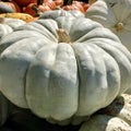 Blue Smooth Pumpkin