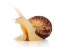 Snail ahatina on a white background Royalty Free Stock Photo
