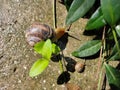 Big snail with a brown shell on the ground after rain crawling towards a small snail in sunlight creeps to the plant to the leaves