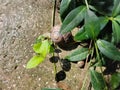 Big snail with a brown shell on the ground after rain crawling towards a small snail in sunlight creeps to the plant to the leaves Royalty Free Stock Photo