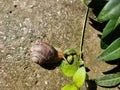 Big snail with a brown shell on the ground after rain in sunlight creeps to the plant to the leaves close-up. Royalty Free Stock Photo